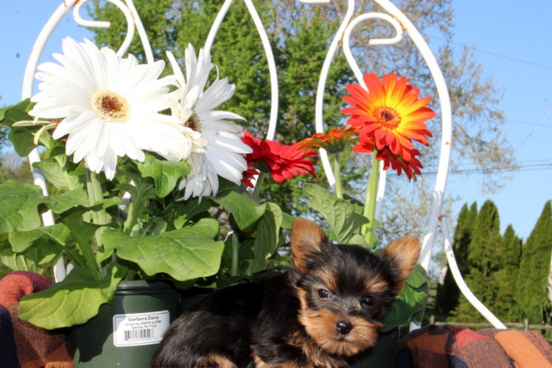 puppy, for, sale, Yorkshire Terrier, Matthew B. Stoltzfus, dog, breeder, Gap, PA, dog-breeder, puppy-for-sale, forsale, nearby, find, puppyfind, locator, puppylocator, aca
